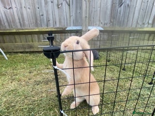 Mixed Breed rabbits - Advert 4