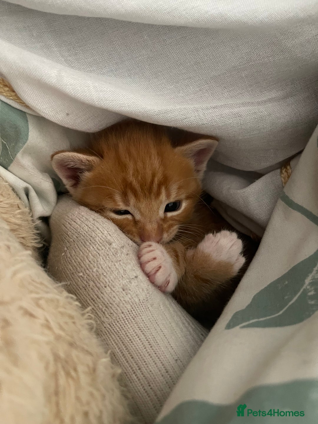 American Shorthair cats for sale: 4 male kittens for sale! - Image 29