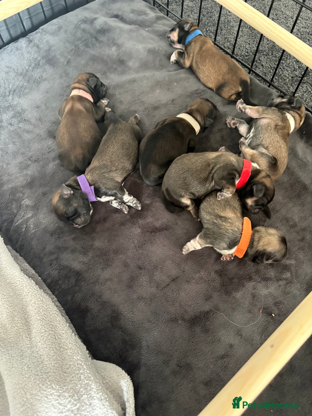 Shih Tzu dogs for sale: Shih tzus  - Image 10