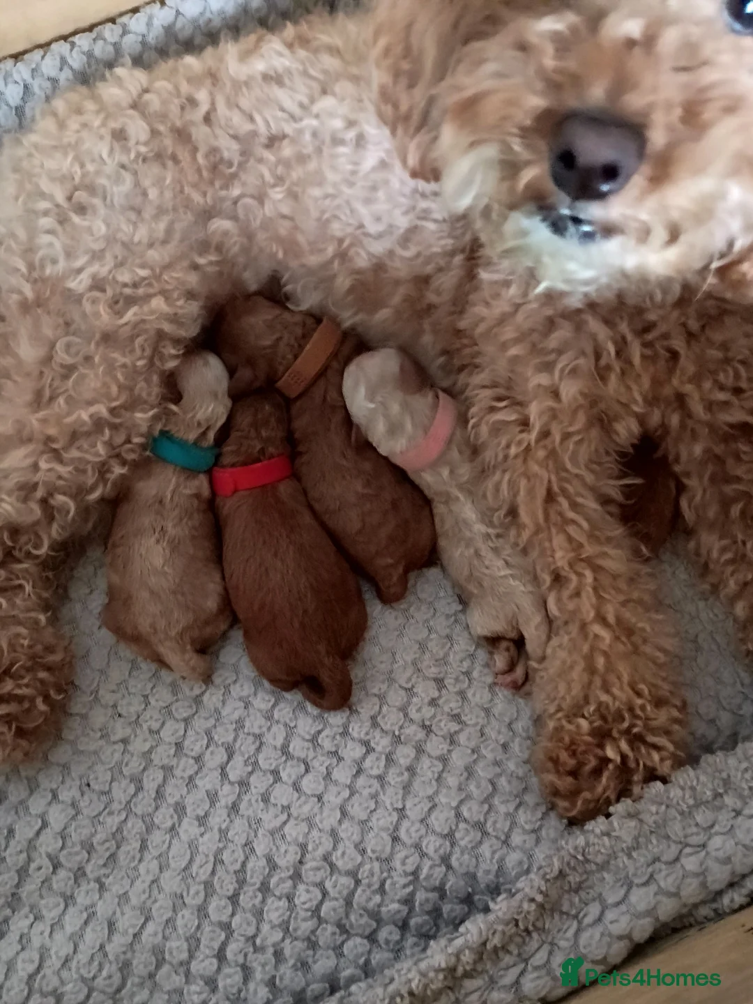 Cockapoo dogs for sale: cockapoo small miniature / toy  - Advert 3