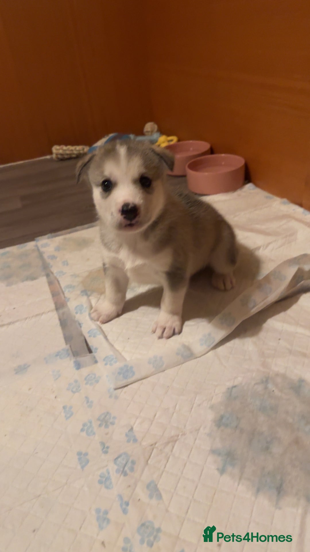 Siberian Husky dogs for sale: Husky Puppies – Ready 22/12/25 🐾  - Advert 13