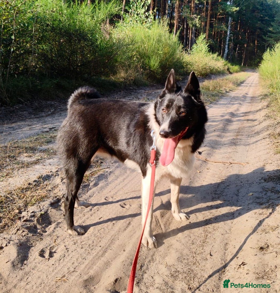 Border Collie dogs for adoption: JULIET – Border Collie (Female) - Advert 3
