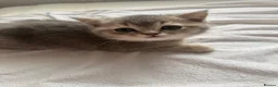 Scottish Fold cats for sale: Scottish Straight kittens in Edgware - Advert 16