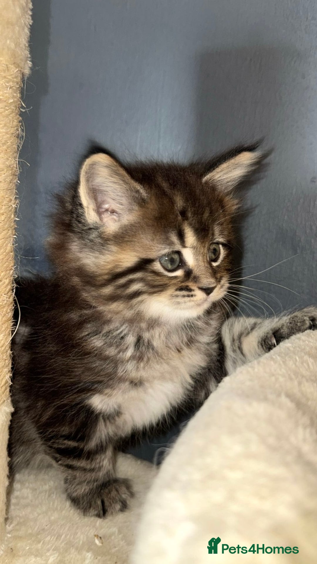 Mixed Breed cats for sale: Stunning Ragdoll x Maine Coon Kittens - Advert 29