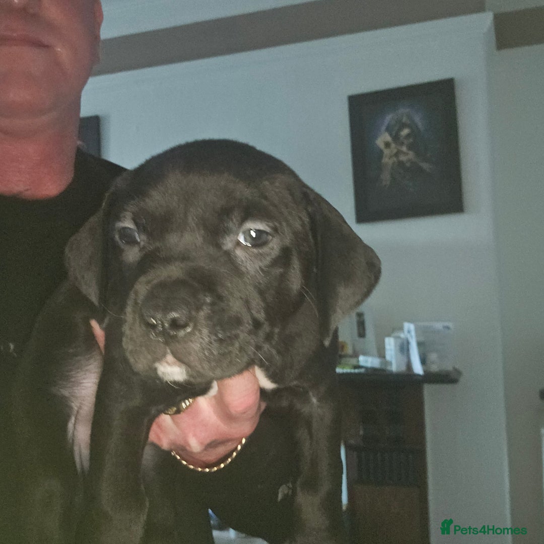 Mixed Breed dogs for sale: Prety puppy - Advert 7