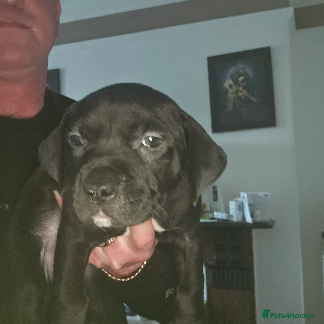 Mixed Breed dogs for sale: Prety puppy - Advert 6