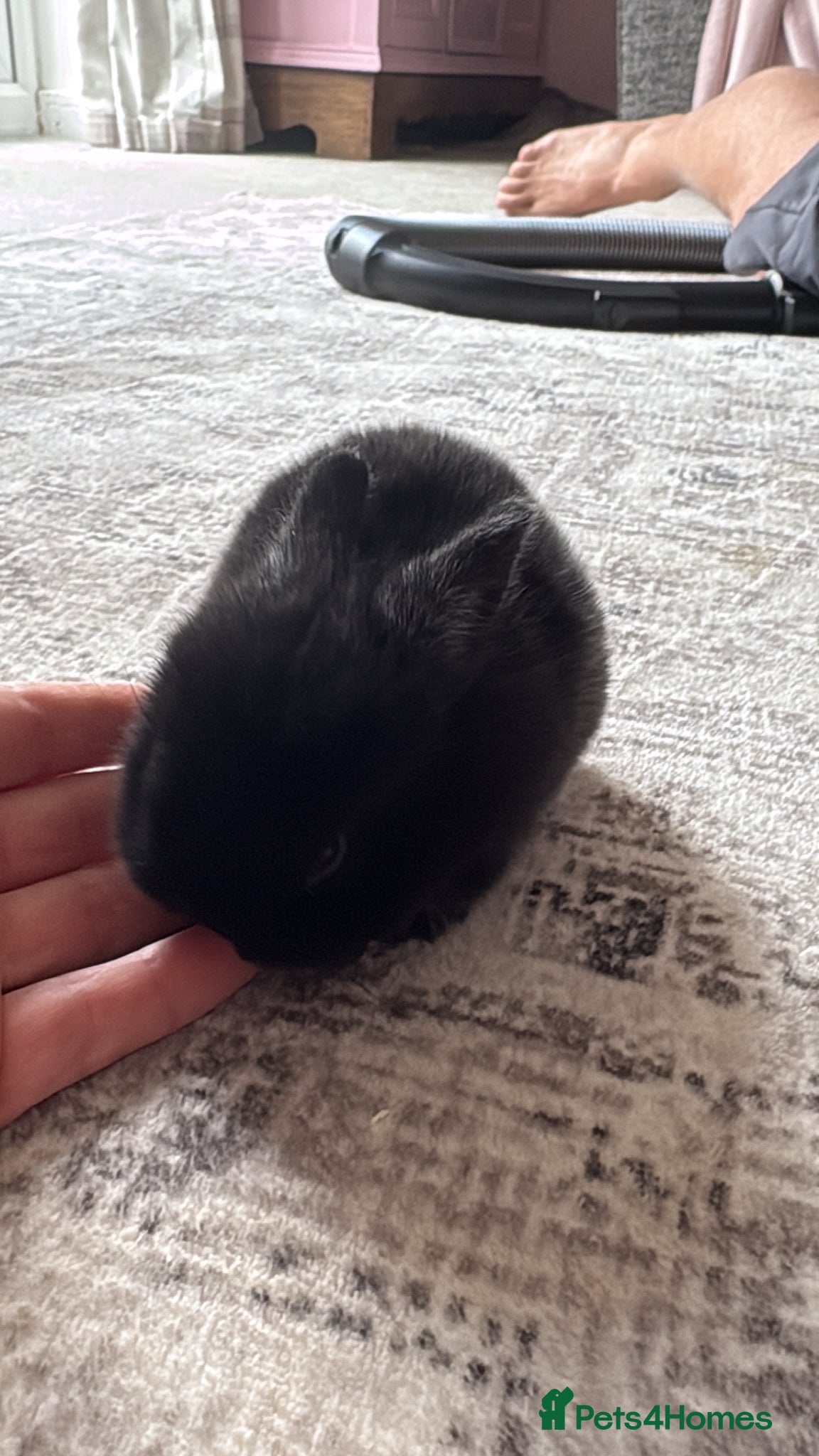 Netherland Dwarf rabbits Netherland dwarfs  - Advert 1