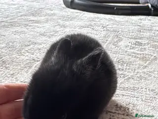 Netherland Dwarf rabbits Netherland dwarfs - Advert 2