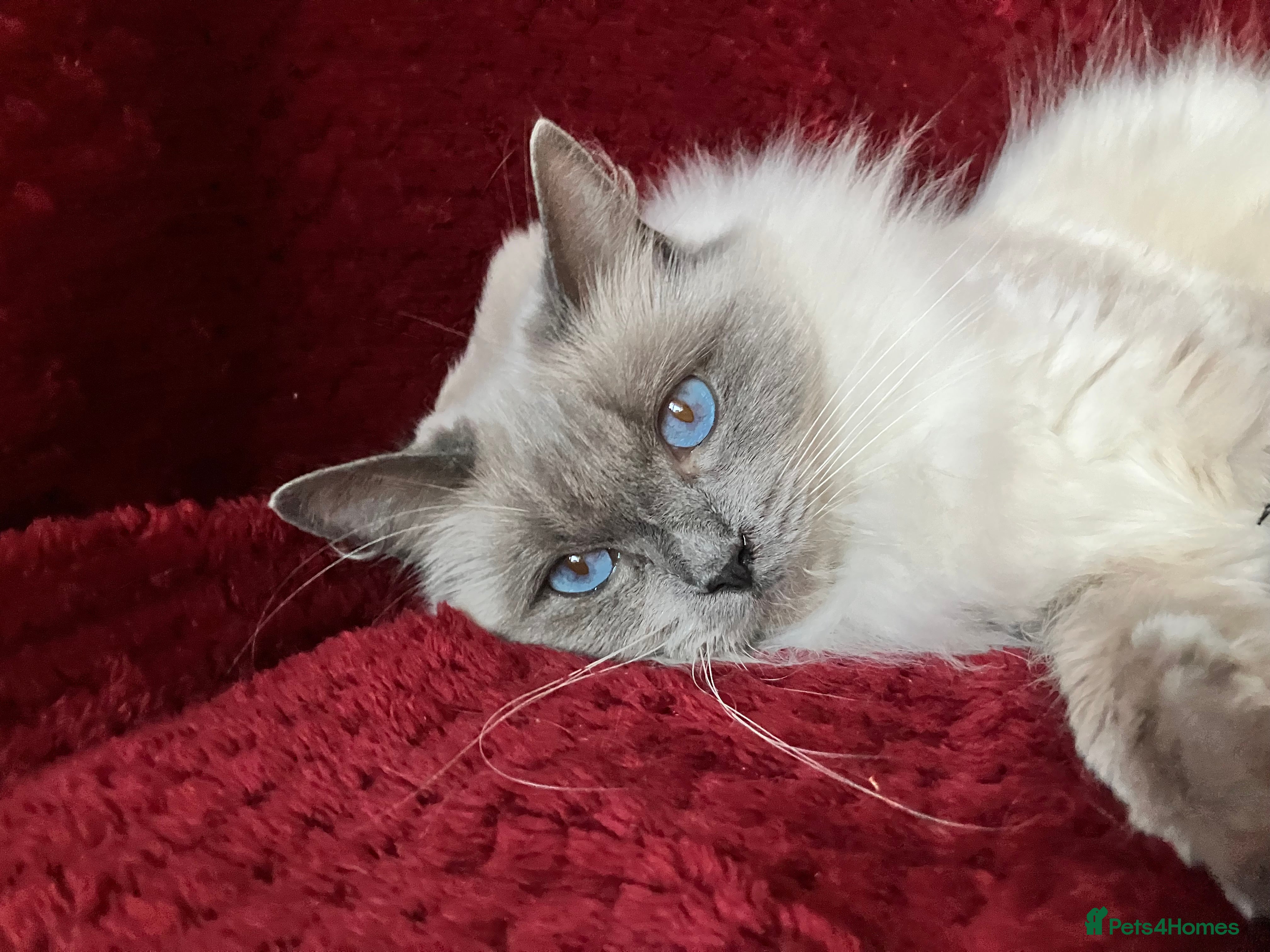 Ragdoll cats GCCFreg.parents ChampionBloodline 5GENpedigree BSH - Advert 2
