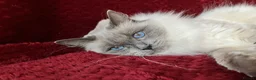 Ragdoll cats for sale: GCCFreg.parents ChampionBloodline 5GENpedigree BSH - Advert 5