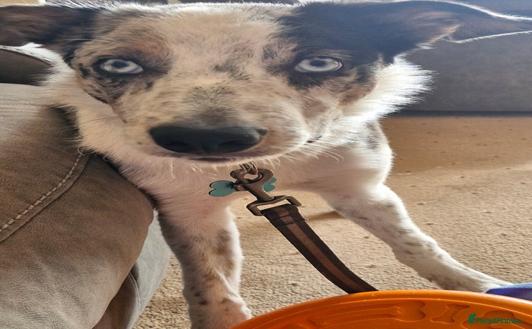 Border Collie dogs - Advert 4