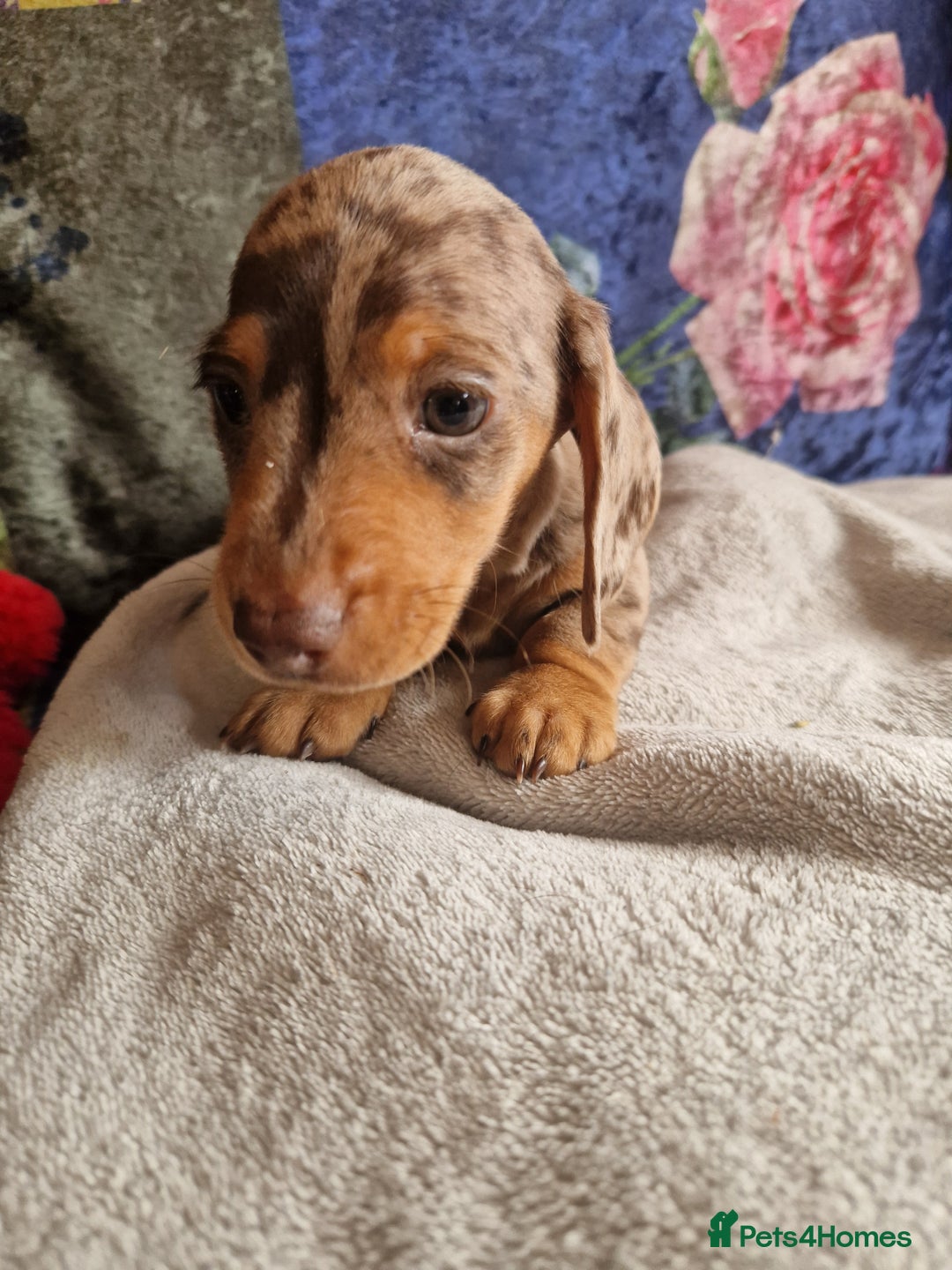 Miniature Dachshund dogs for sale: Miniature Dachshund Pups - Image 6