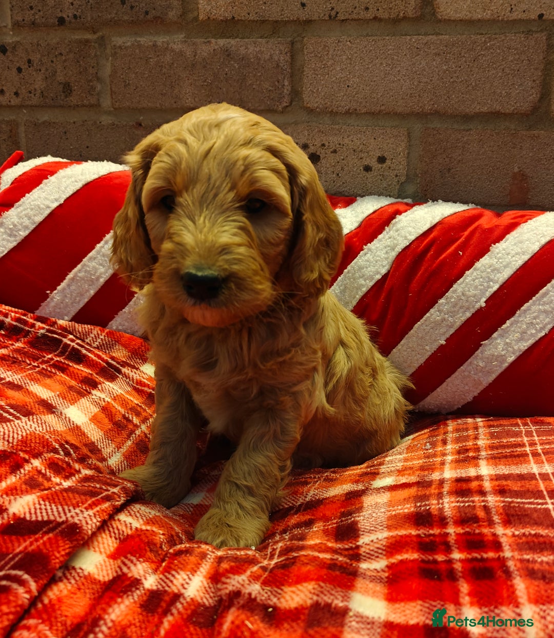 Mini Goldendoodle dogs for sale: *REDUCED* Adorable Red & Apricot Goldendoodles - Advert 16