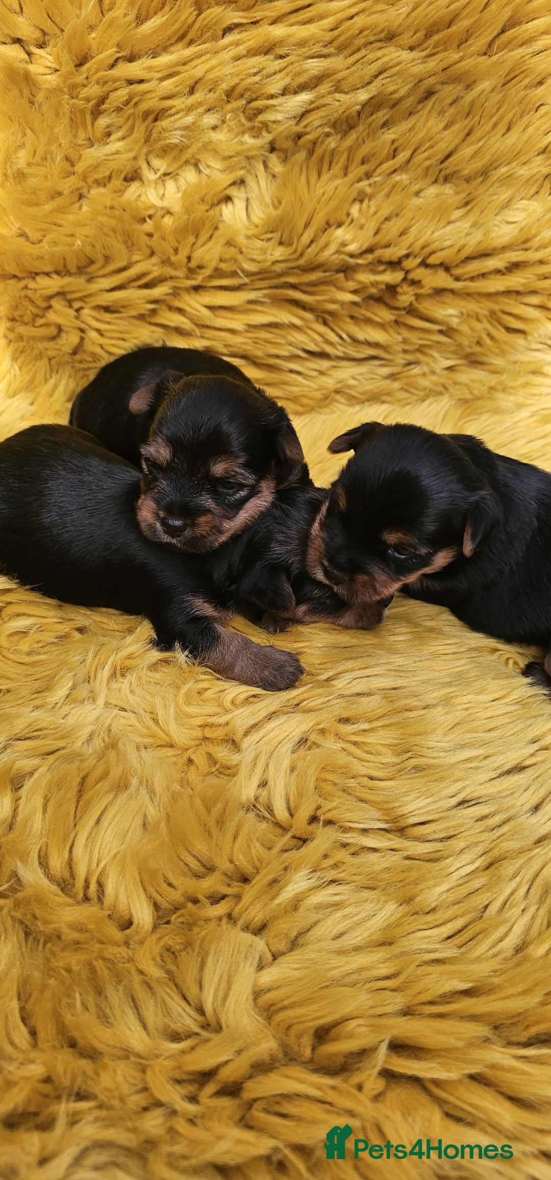 Yorkshire Terrier dogs for sale: Yorkshire Terrier puppies - Image 4