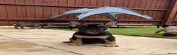 French Bulldog dogs for sale: Outstanding French Bulldog puppies  - Advert 3