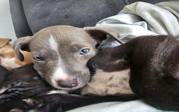 Mixed Breed dogs for sale: Accidental litter - Image 3