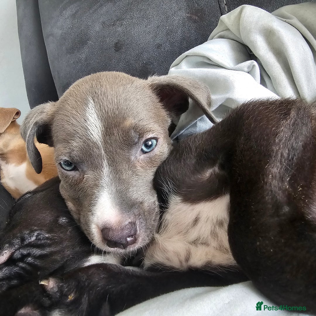 Mixed Breed dogs for sale: Accidental litter - Image 3