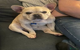 French Bulldog dogs for sale: Male French bulldog  - Image 10