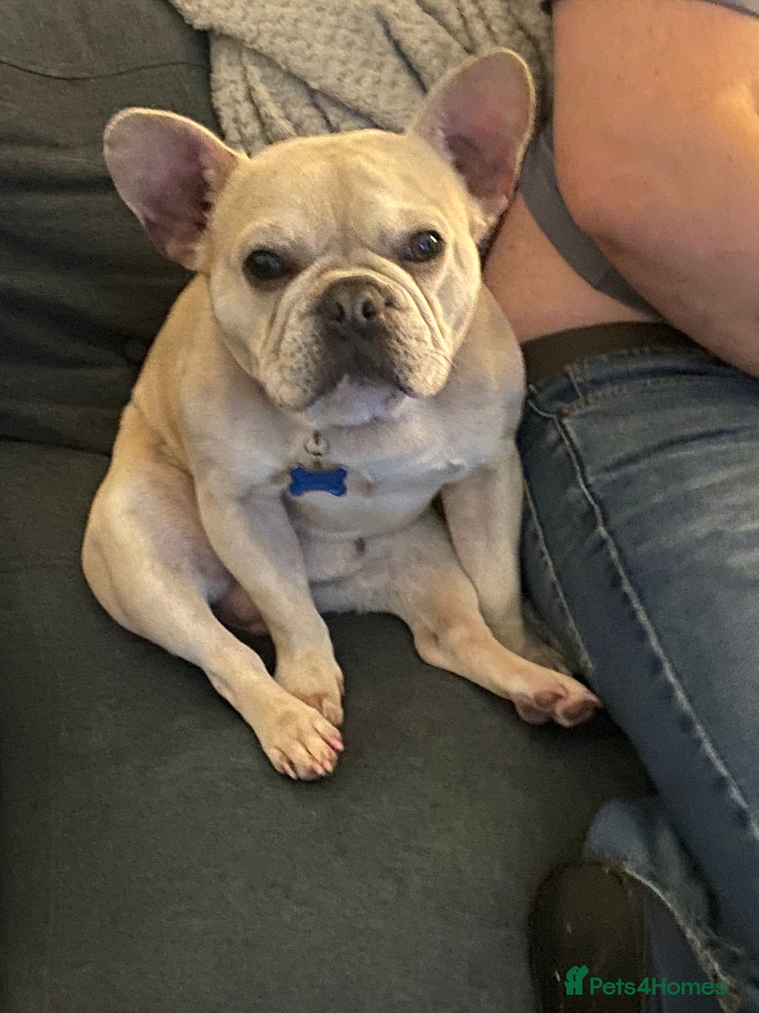 French Bulldog dogs for sale: Male French bulldog  - Image 10