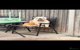 English Bulldog dogs for sale: Gorgeous KC red and white British bulldog girl  - Image 2