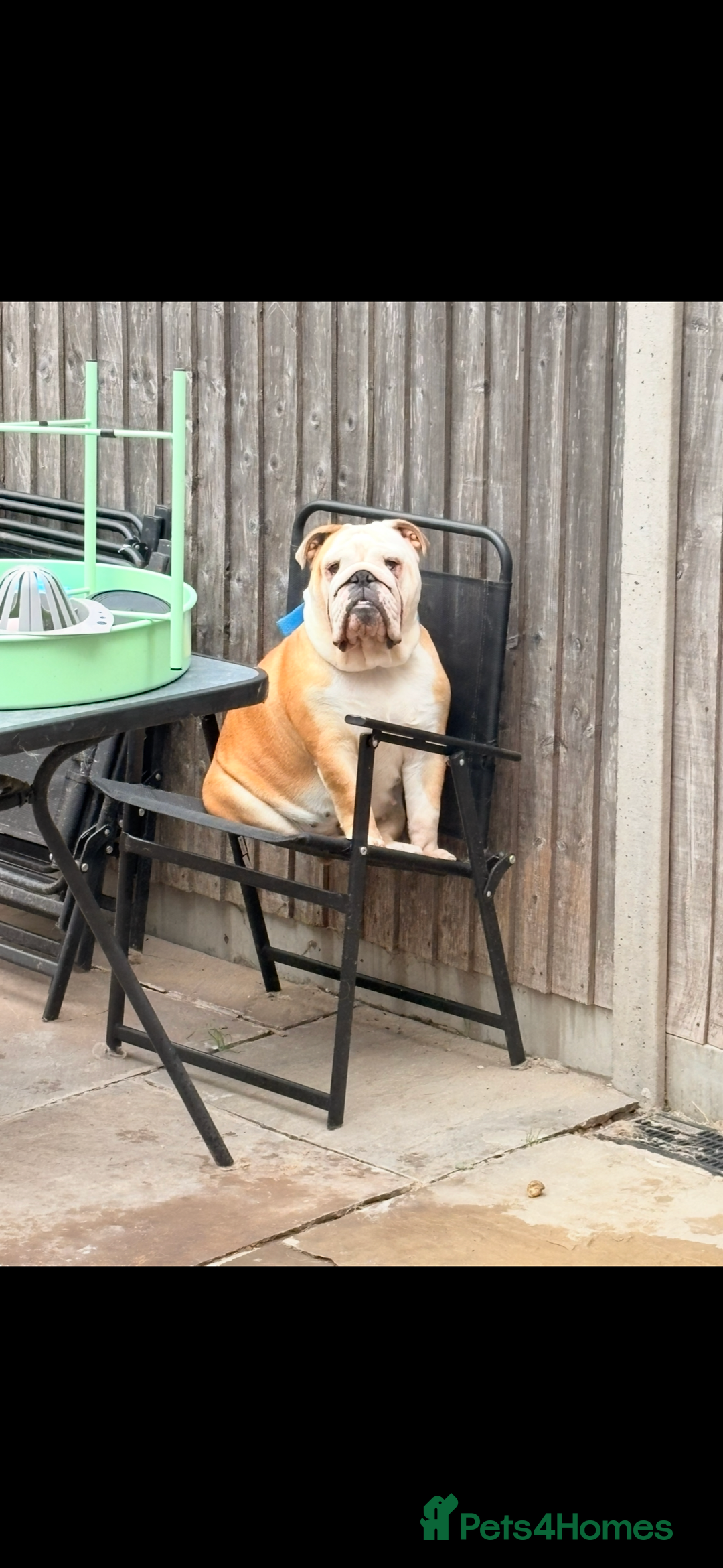 English Bulldog dogs for sale: Gorgeous KC red and white British bulldog girl  - Image 2