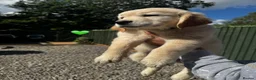 Golden Retriever dogs for sale: KC REGISTER GOLDEN RETRIEVERS PUPPIES in Manchester - Advert 7