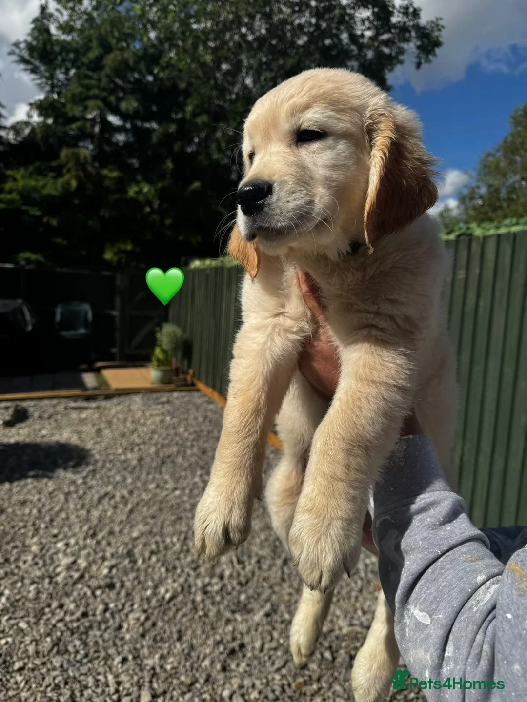 Golden Retriever dogs for sale: KC REGISTER GOLDEN RETRIEVERS PUPPIES in Manchester - Advert 7
