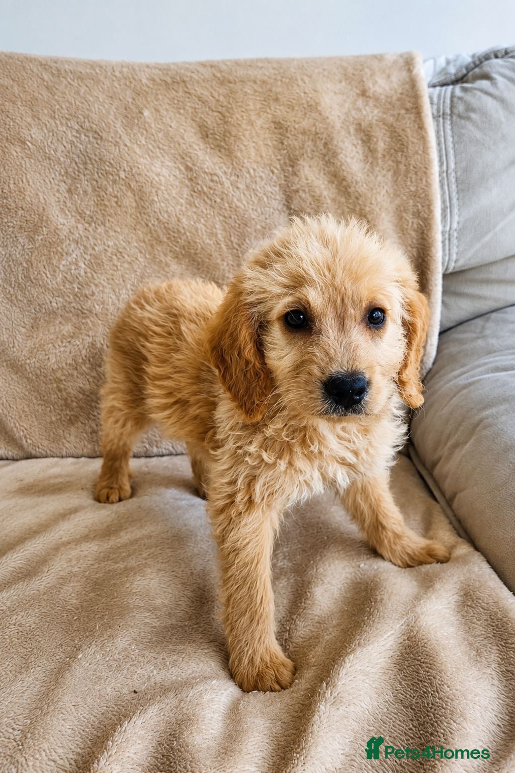 Labradoodle dogs Gorgeous Labradoodle puppies - Advert 1
