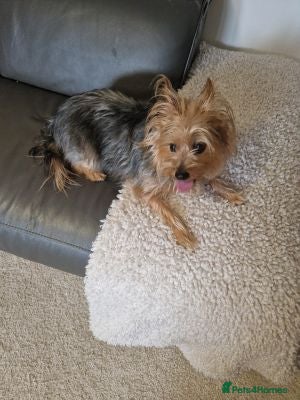 Yorkshire Terrier dogs great Yorkshire terrier dog - Advert 14