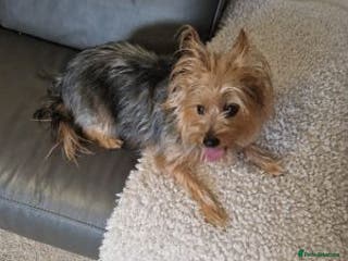 Yorkshire Terrier dogs great Yorkshire terrier dog - Advert 2