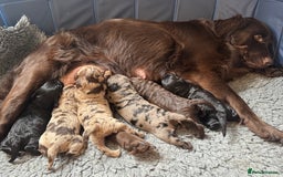 Labradoodle dogs for sale: Adorable Miniature Labradoodles  - Image 4