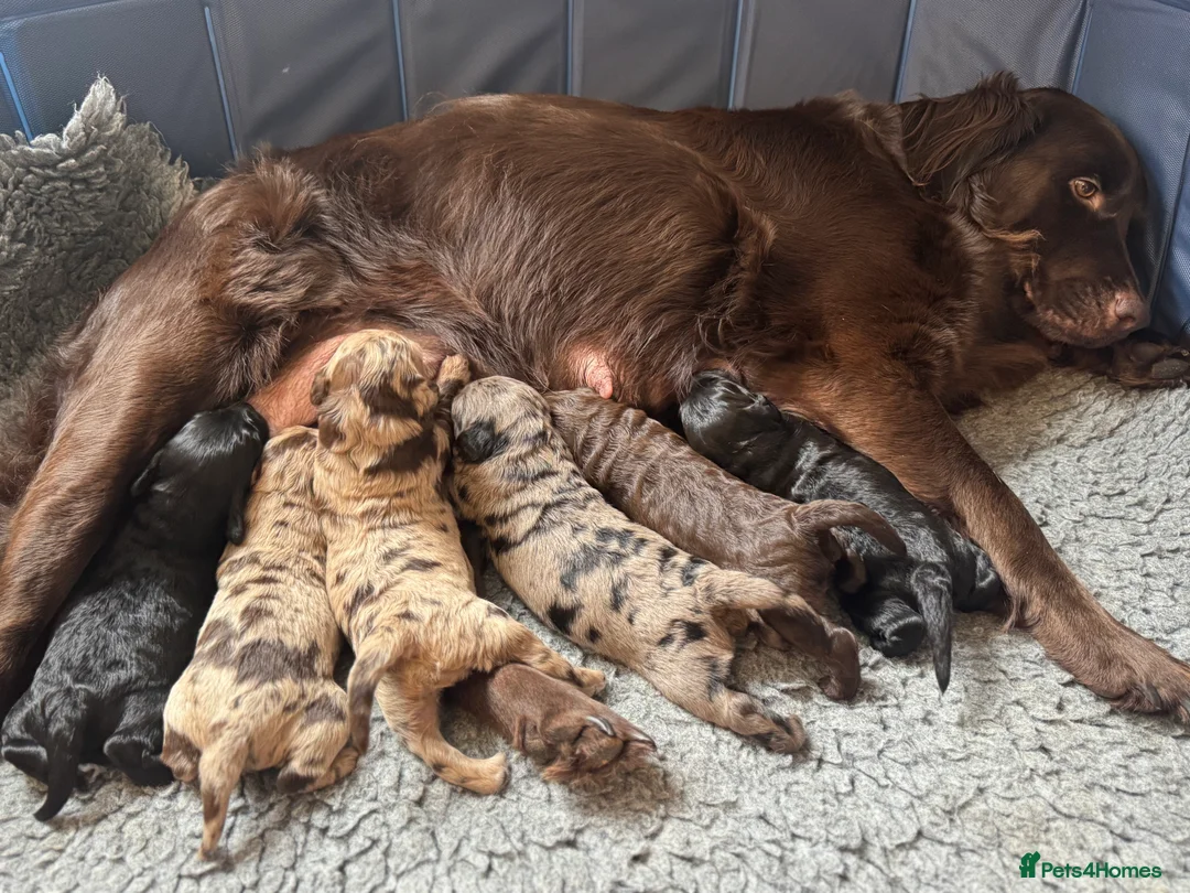 Labradoodle dogs for sale: Remaining boy Adorable Miniature Labradoodles left - Advert 10