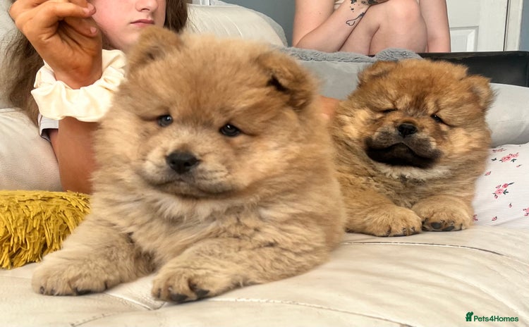 Chow Chow dogs - Advert 7