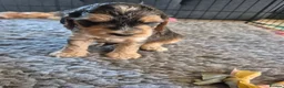 Cockapoo dogs for sale: 🐾 Beautiful F1 Cockapoo Puppies 🐾  - Advert 27