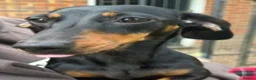 Miniature Dachshund dogs for sale: Female Black and Tan Smooth Hair Mini Dachshund - Advert 5