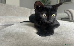 Bengal cats for sale: Two adorable Blue/Melanistic Bengal Kittens TICA  in Benfleet - Image 22