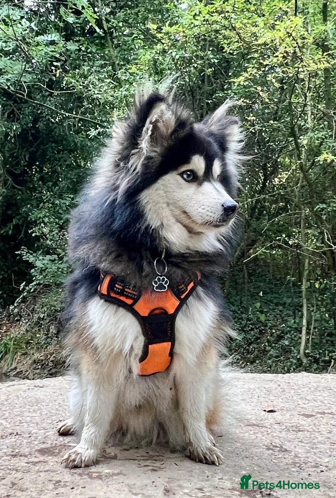 Pomsky dogs for stud: Stunning F3 pomsky male for stud - fully tested.  - Advert 7