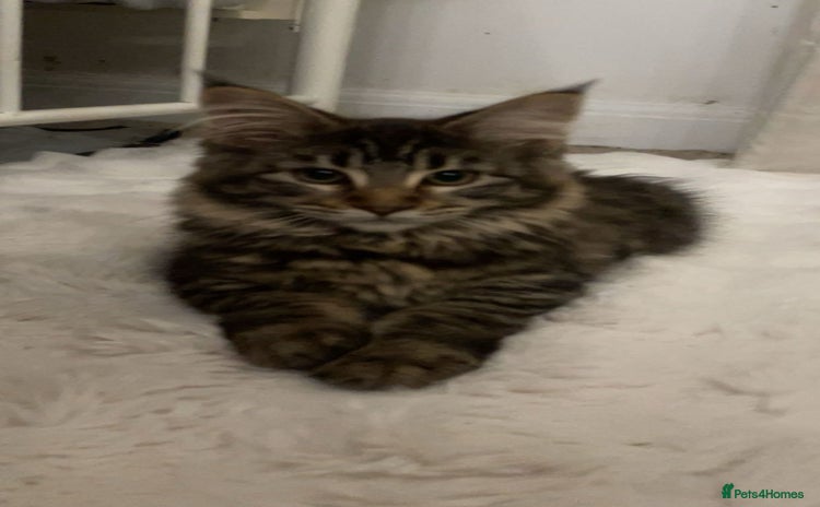 Maine Coon cats in Alford - Advert 9