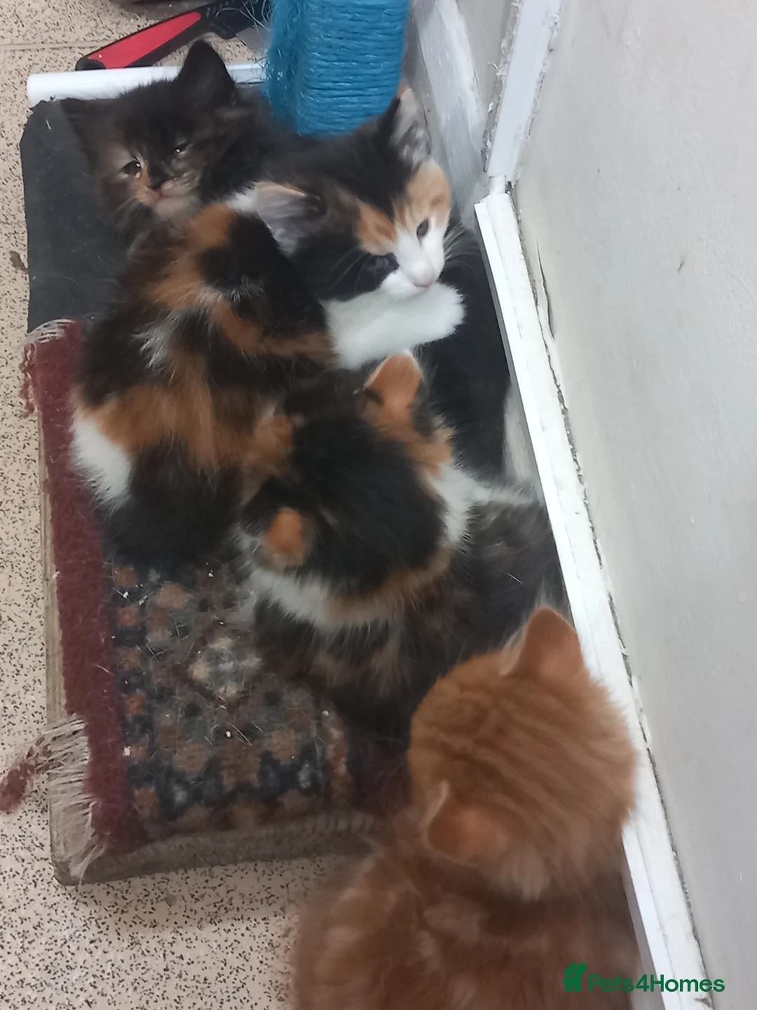 Mixed Breed cats for sale: 4 beautiful,  kittens for sale.  in London - Advert 2