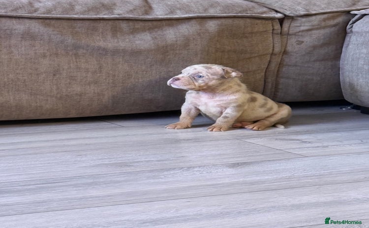 American Bully dogs - Advert 1