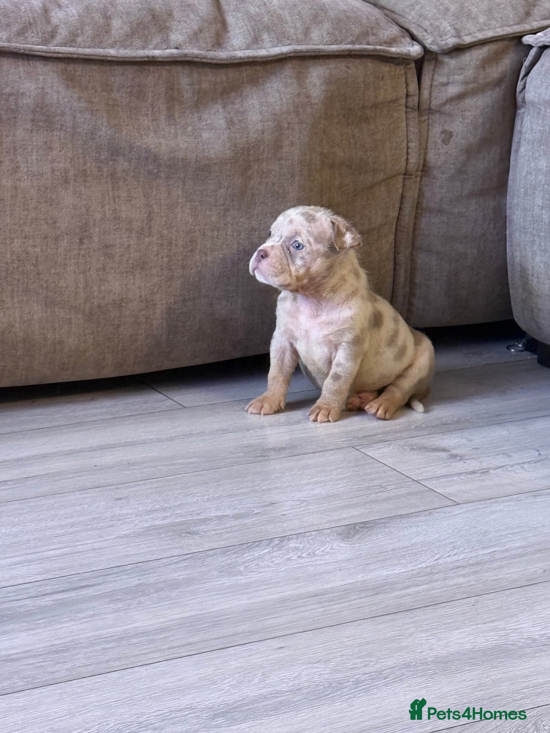 American Bully dogs for sale: ABKC pocket bullies - Ready to leave, wrong date  - Image 2