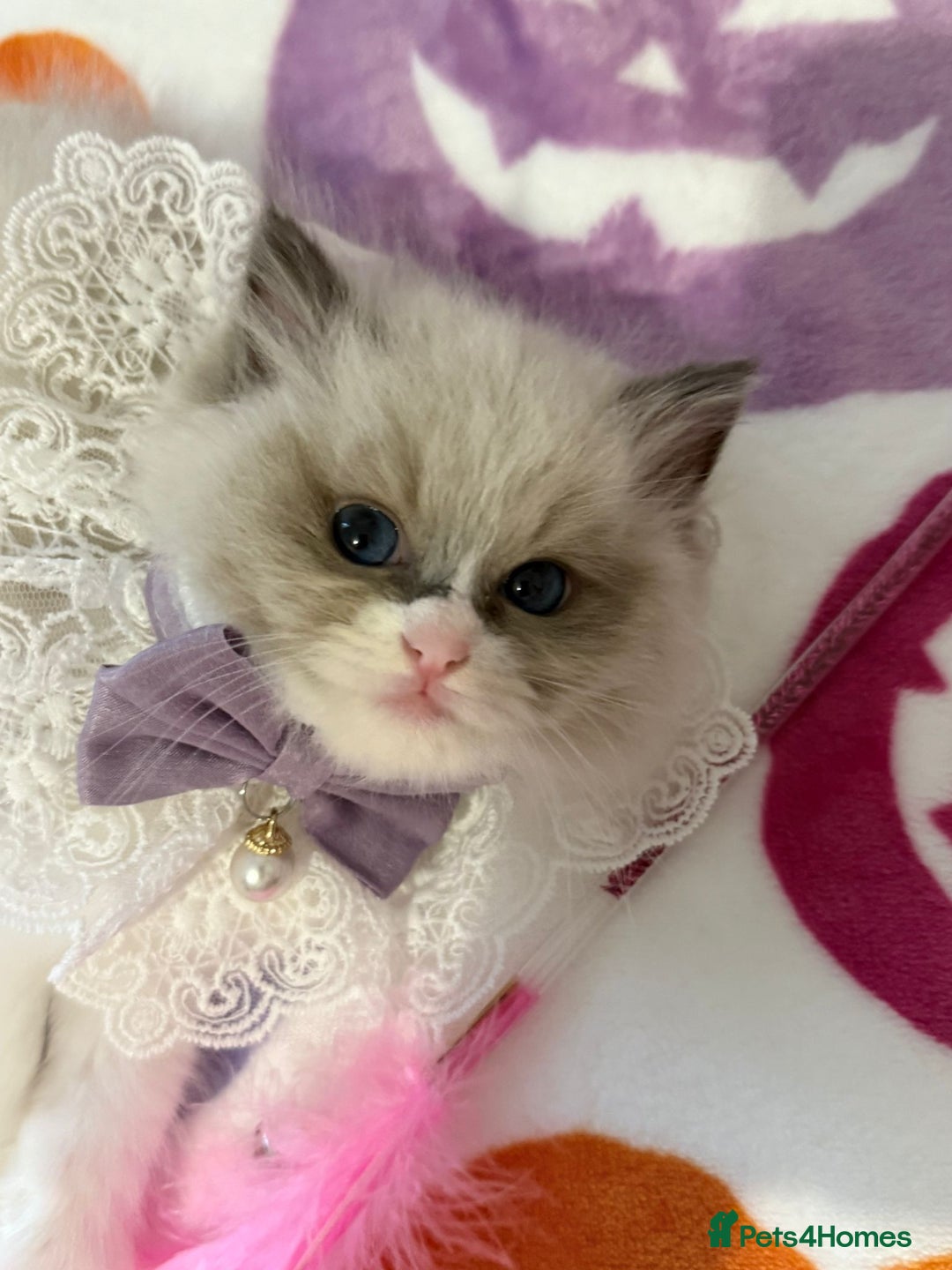 Ragdoll cats for sale: Blue eyes Blue-Bicolor kittens  - Image 15