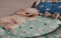 Pomeranian dogs for sale: 💝💝💝High-quality little boys💝💝💝 - Image 31