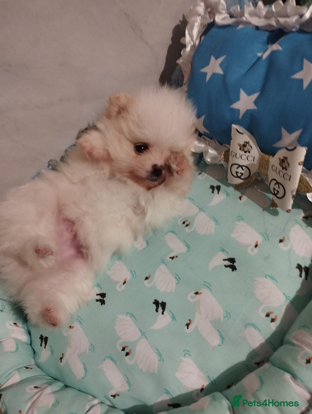 Pomeranian dogs for sale: 💝💝💝High-quality little boys💝💝💝 - Image 31