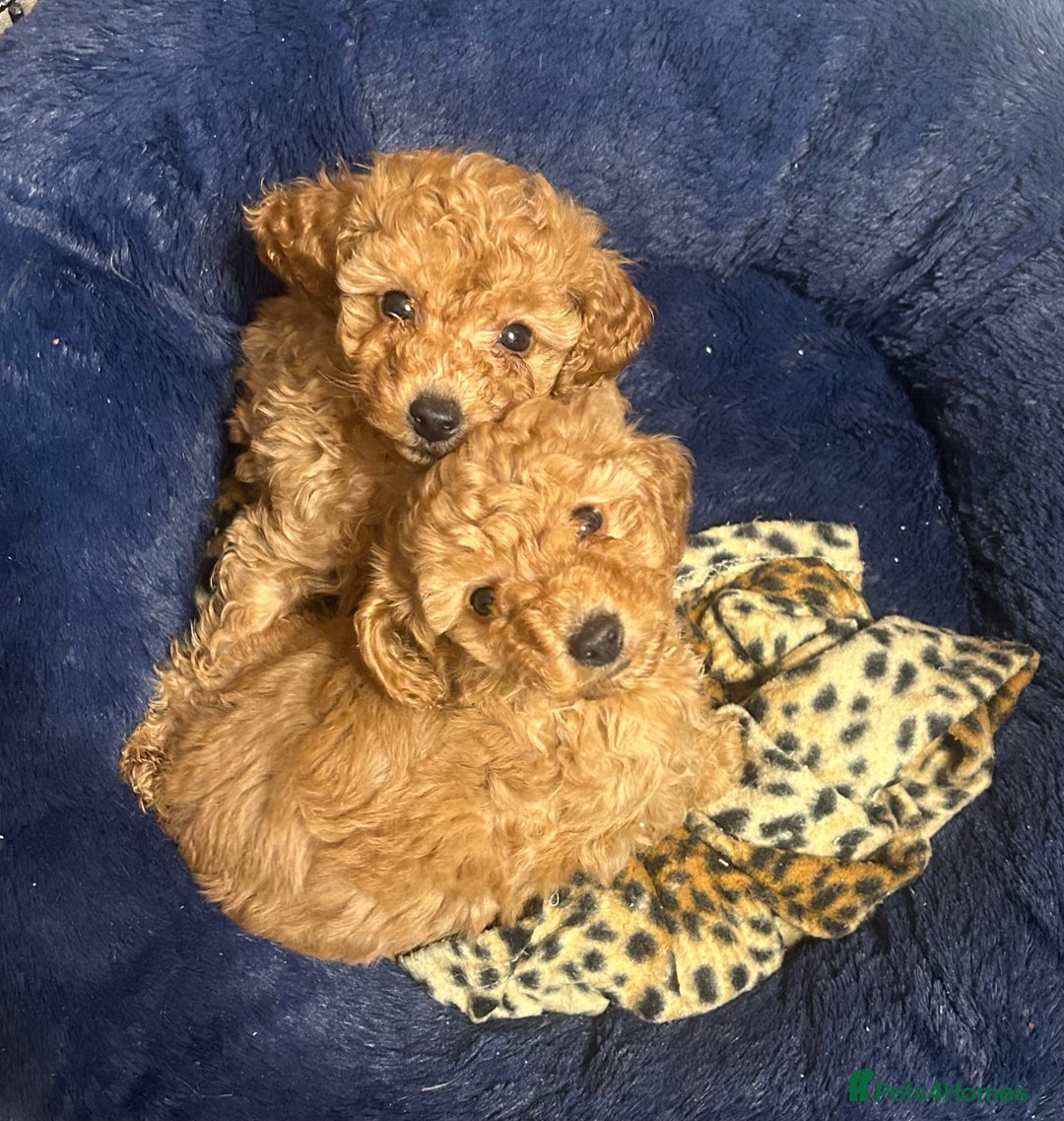 Toy Poodle dogs for sale: Beautiful red Toy Poodle puppies non kc - Advert 2