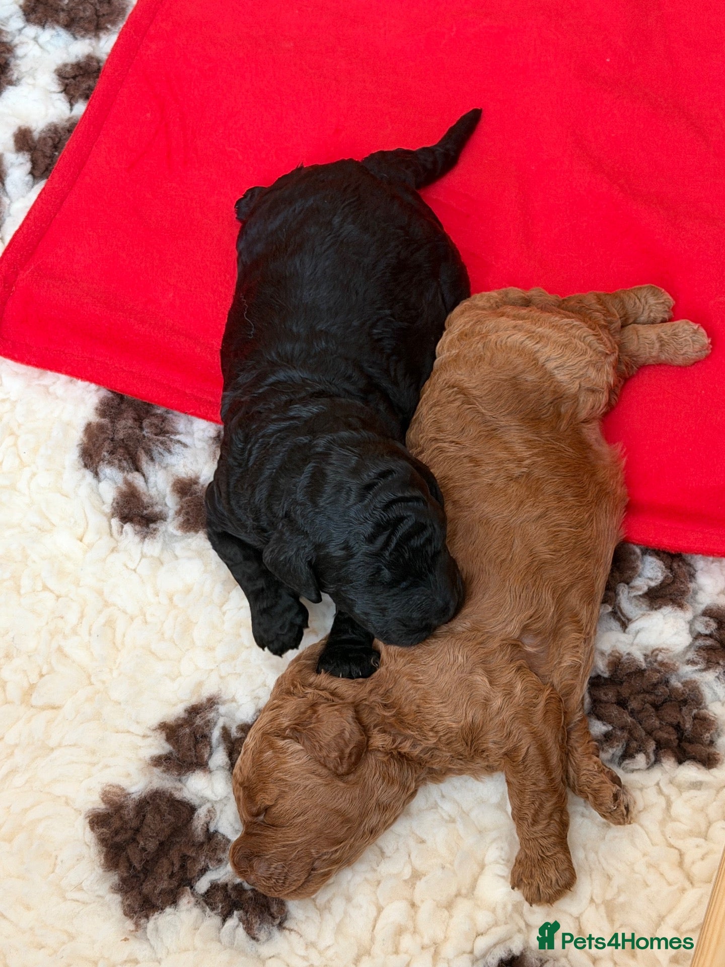 Labradoodle dogs for sale: F3BB Miniature Labradoodle Puppies – 2 Girls - Advert 5