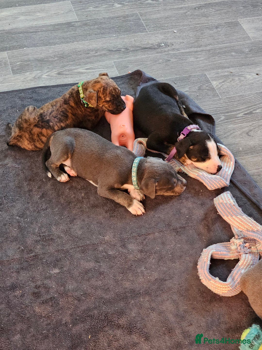Mixed Breed dogs for sale: American Bulldog Cross Staffy puppies  - Image 16