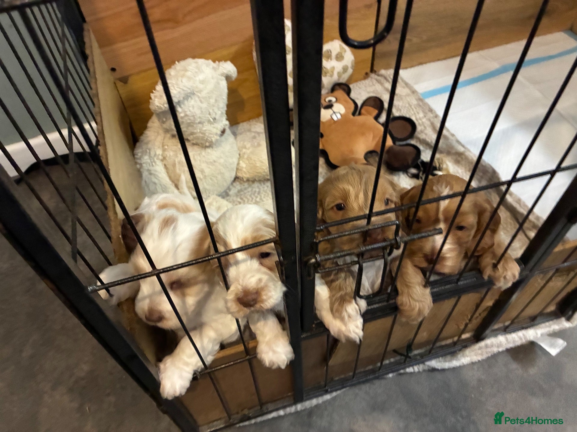 Cockapoo dogs Beautiful F2 cockapoo puppies for sale - Advert 12