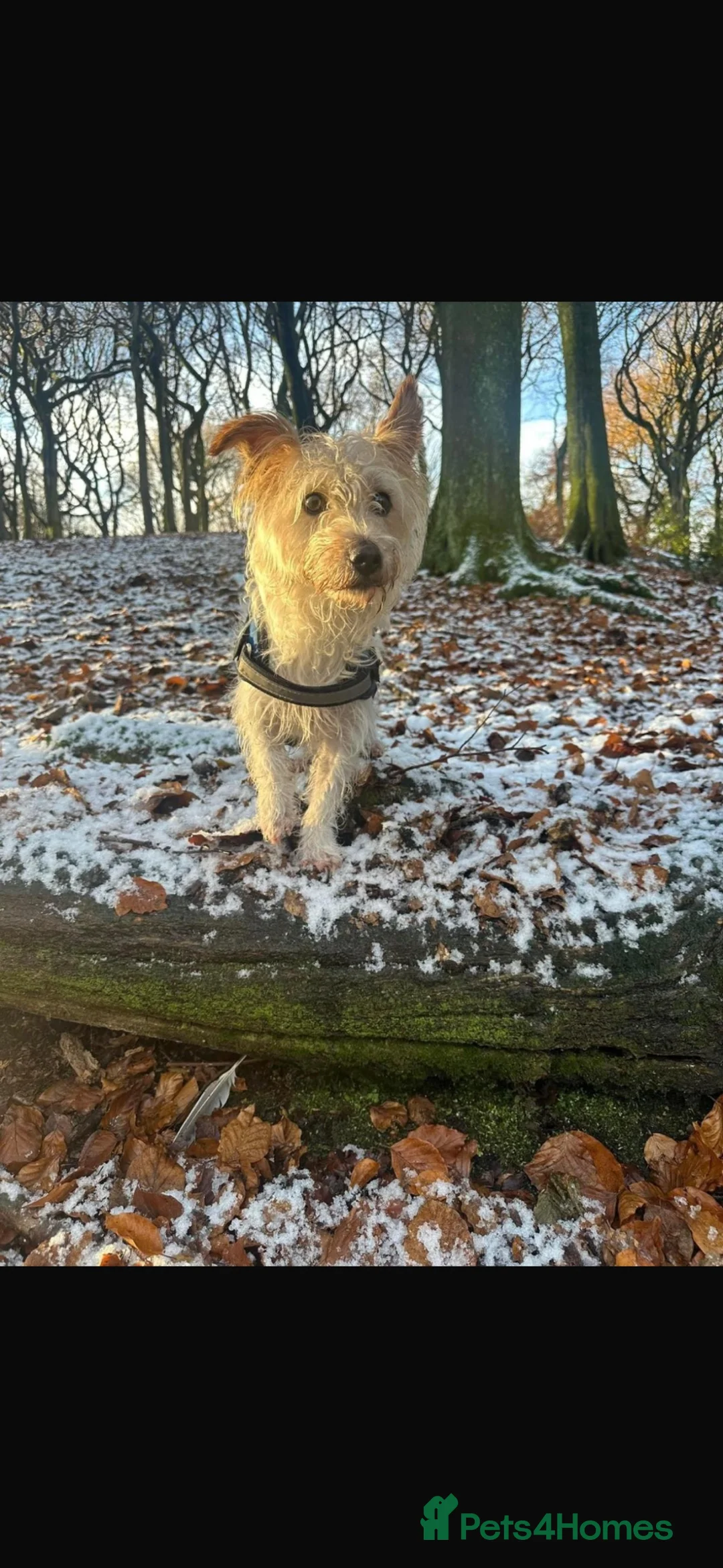 Jackapoo dogs for sale: 6 year old jackapoo male Bentley in Oldham - Advert 1