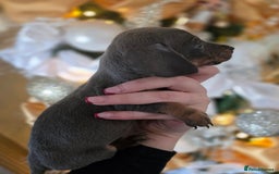 Dachshund dogs for sale: Daschund puppies - Advert 21